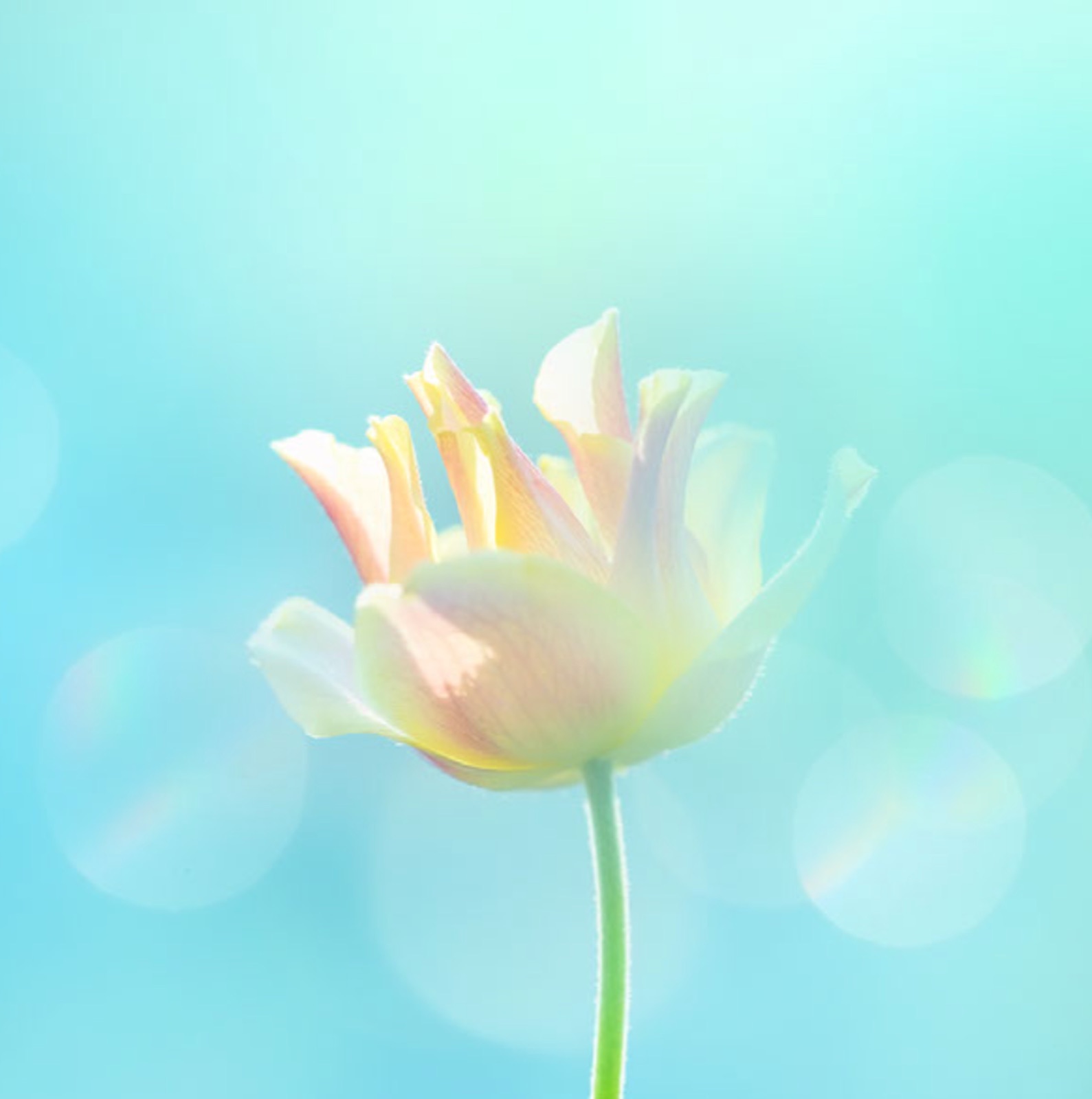 Adobe Firefly 예시 2